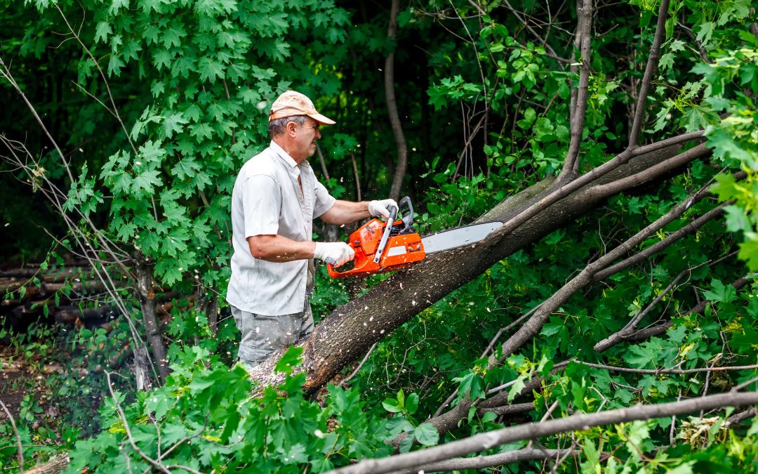 Searching For Stump Removal In Essex County NJ? Visit Dujets Tree Experts Inc.